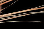 Capillary hairsedge